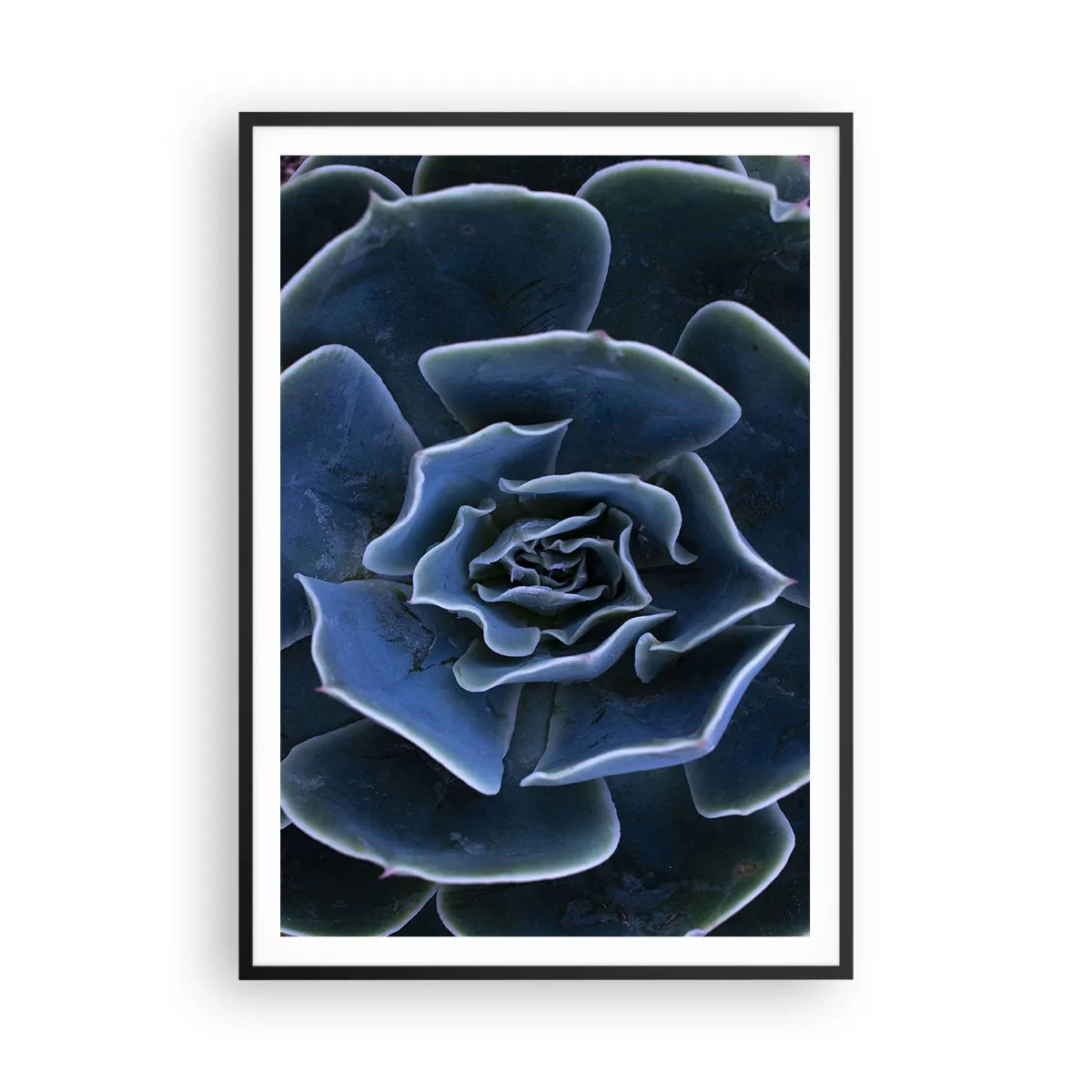 Poster in black frame - Flower of the Desert - 70x100 cm