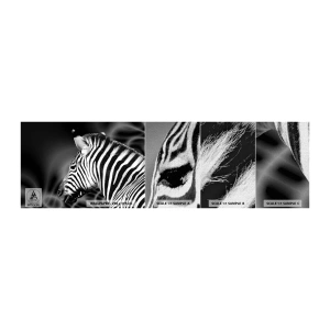 Photo Wallpaper Sample Premium Canvas - White Is White, and Black Is Black - Ribs, Black and white, Animals - 100x30 cm