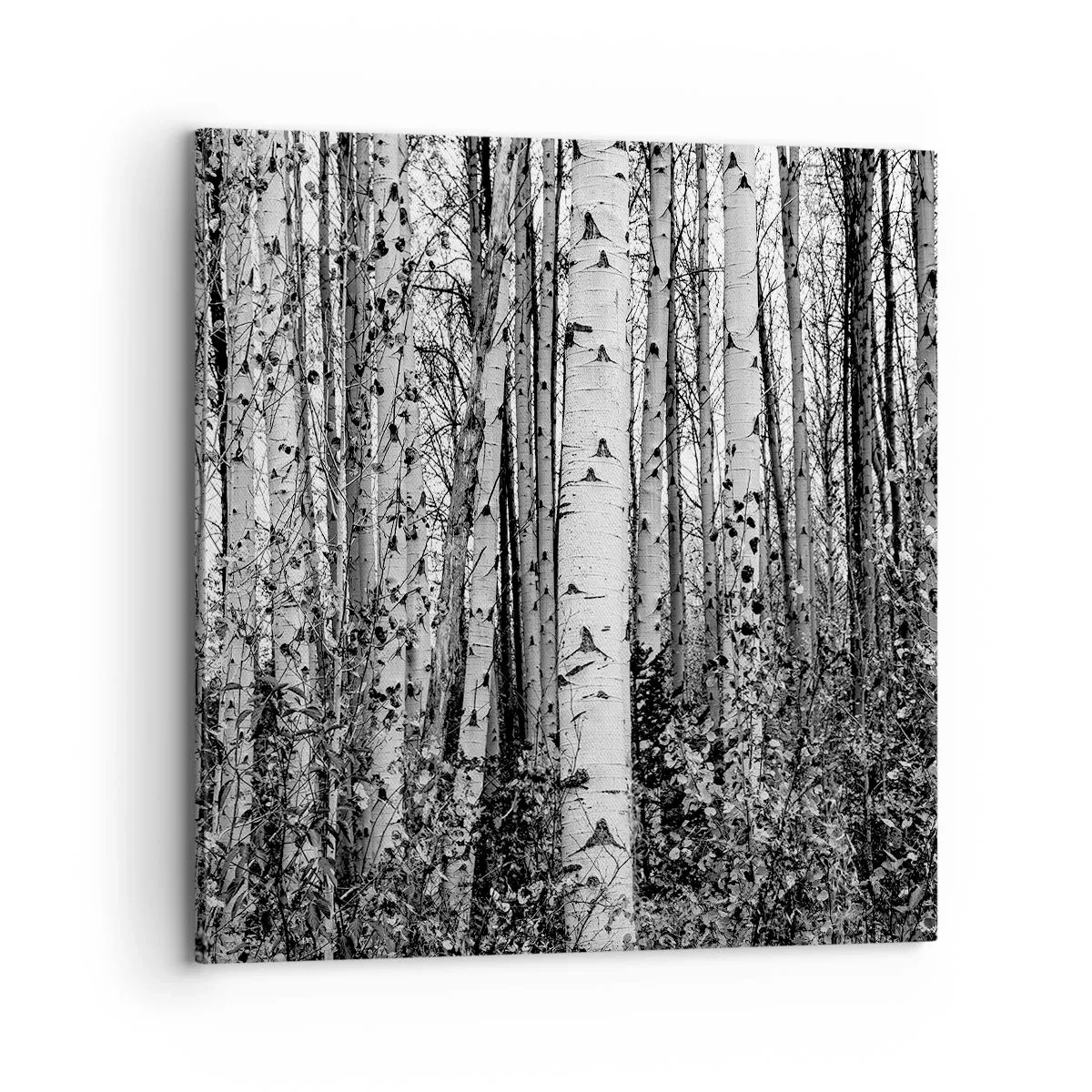 Canvas picture - Birch Colonnade - 70x70 cm