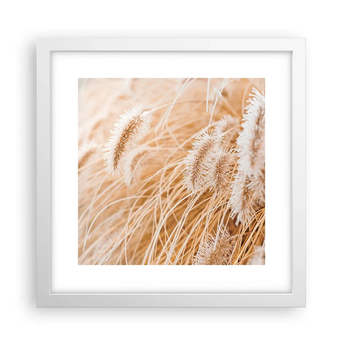 Poster in white frmae - Golden Rustling of Grass - 30x30 cm