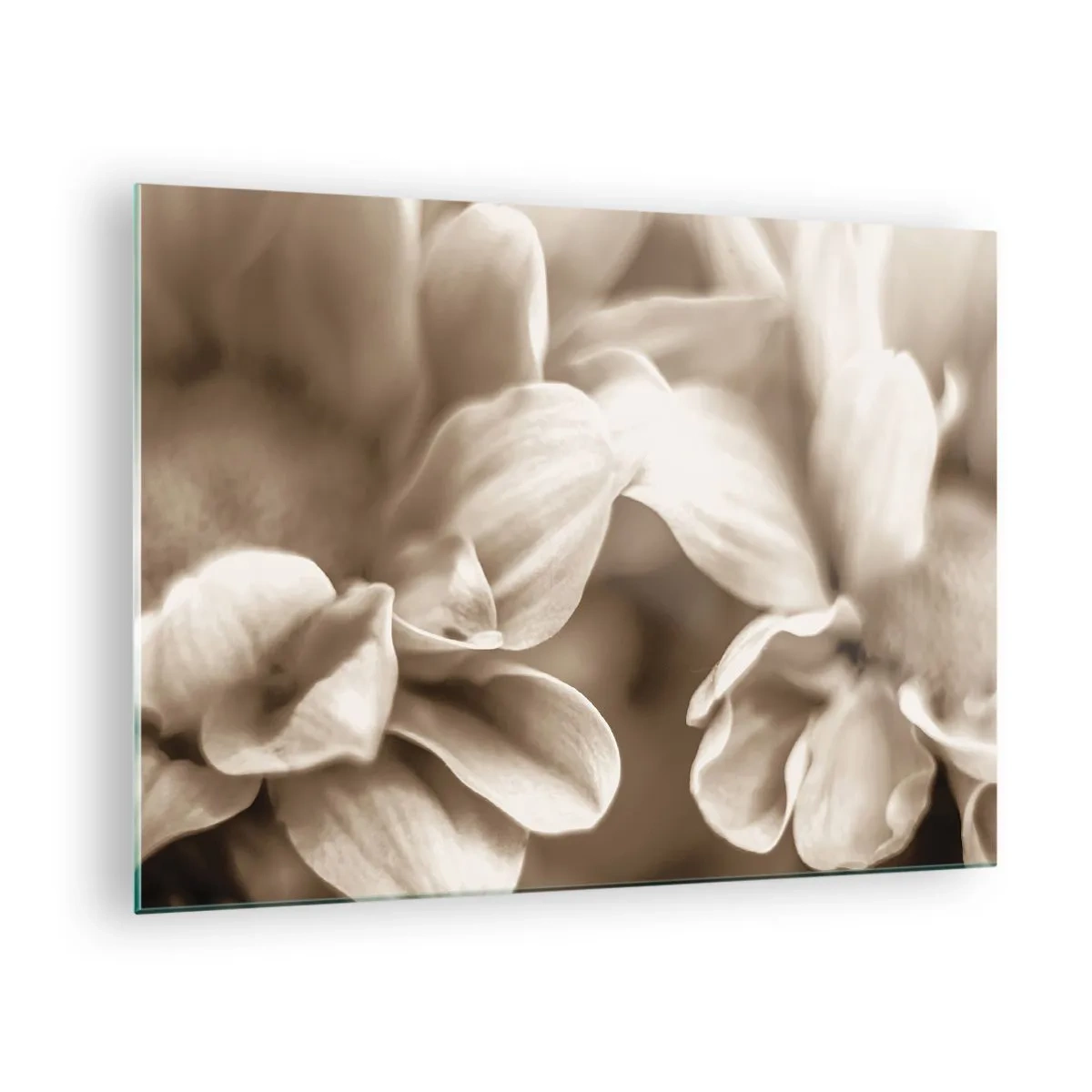 Glass picture - Macro photography of light flower petals in sepia - 70x50cm - Soft as a Smile - Modern wall decoration for the living room and bedroom ARTTOR