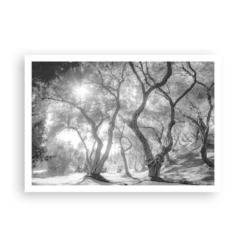 Poster - In an Olive Grove - 100x70 cm
