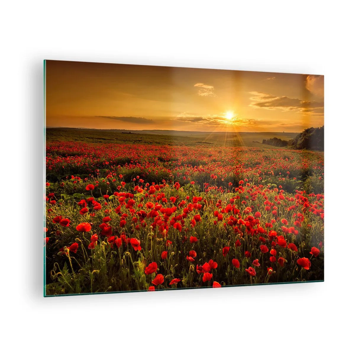 Glass picture - A field of poppies illuminated by the rays of the setting sun - 70x50cm - In the Meadow, among Flood of Flowers - Modern wall decoration for the living room and bedroom ARTTOR
