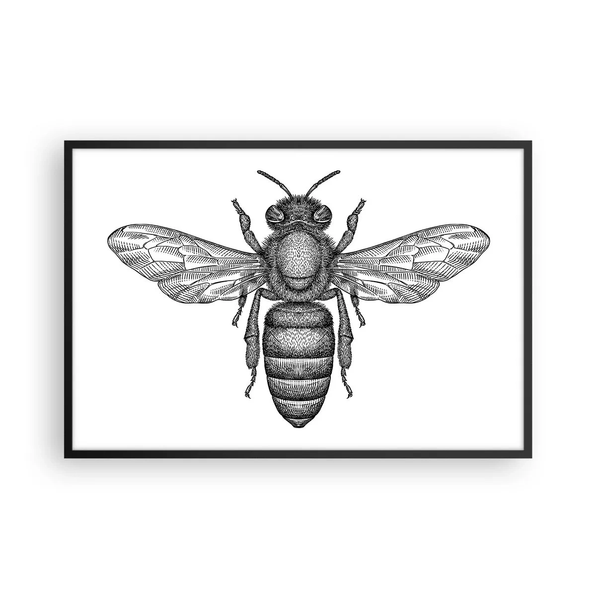 Poster in black frame - Insect Portrait - 91x61 cm