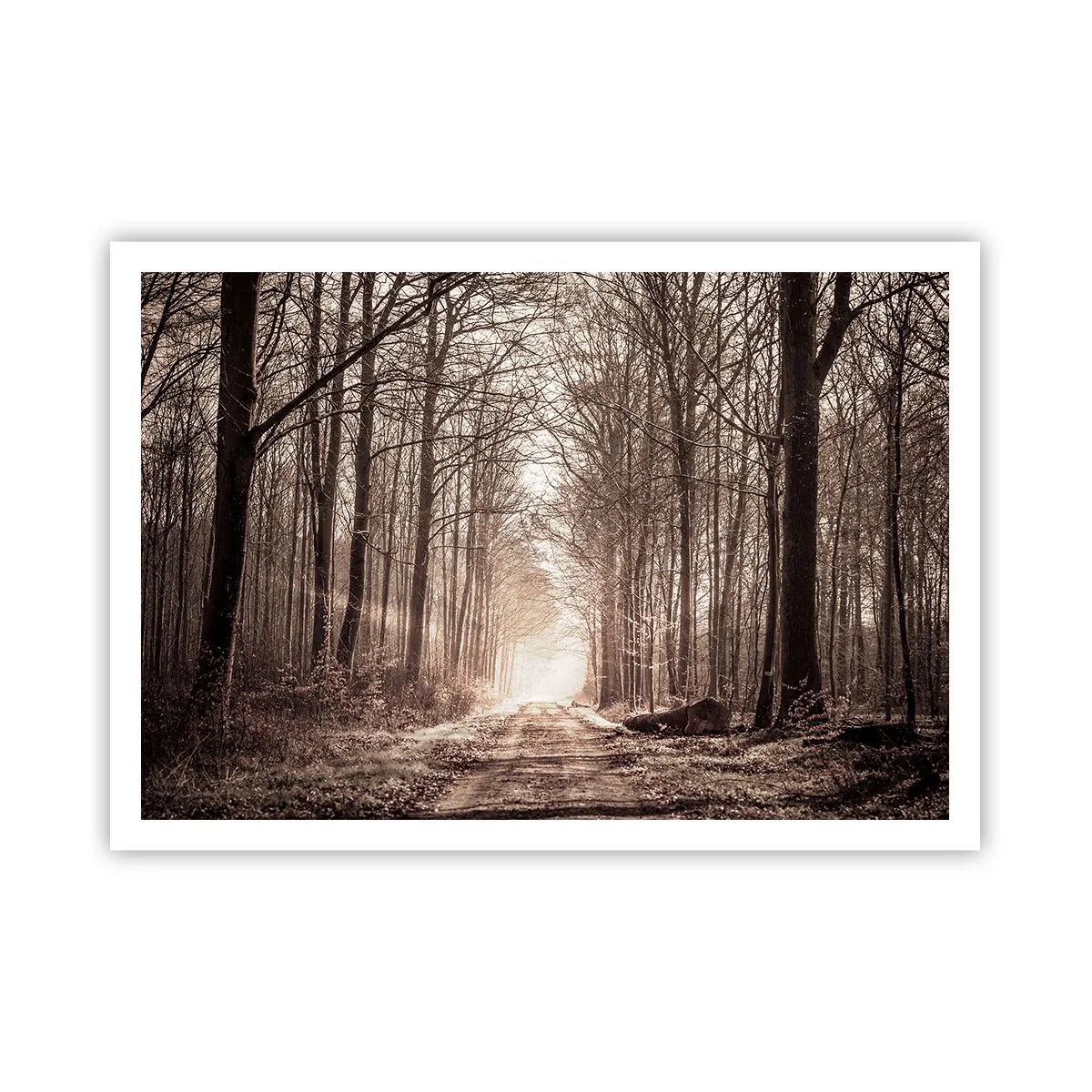 Poster - Cathedral of the Forest - 100x70 cm