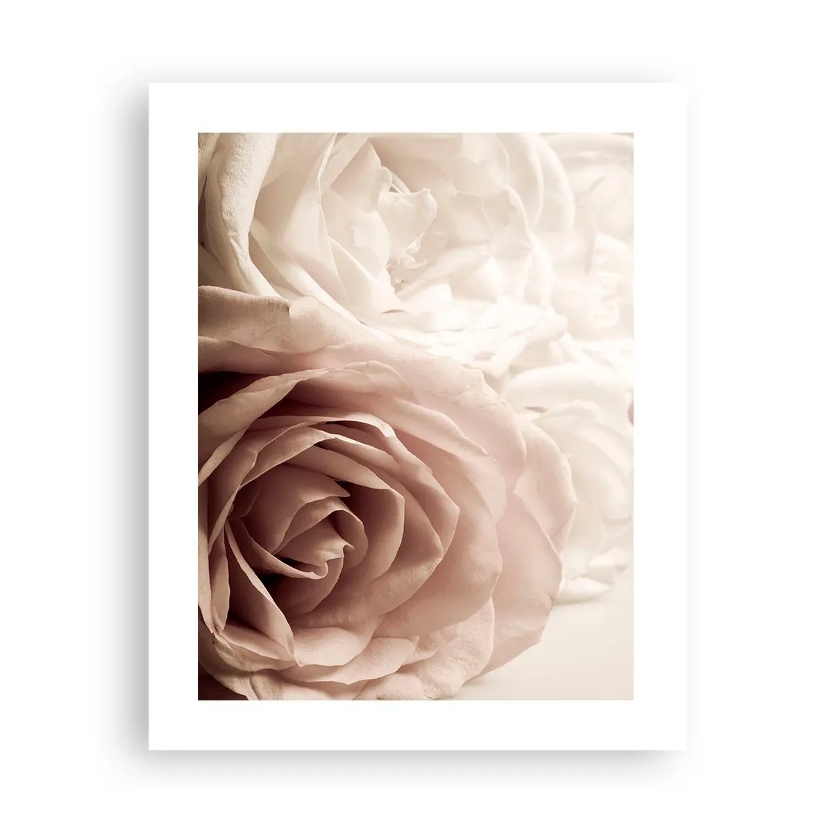 Poster - In the Heart of a Rose - 40x50 cm