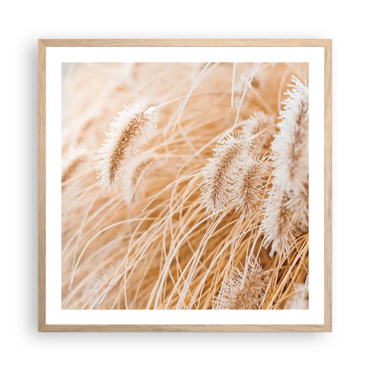 Poster in light oak frame - Golden Rustling of Grass - 60x60 cm