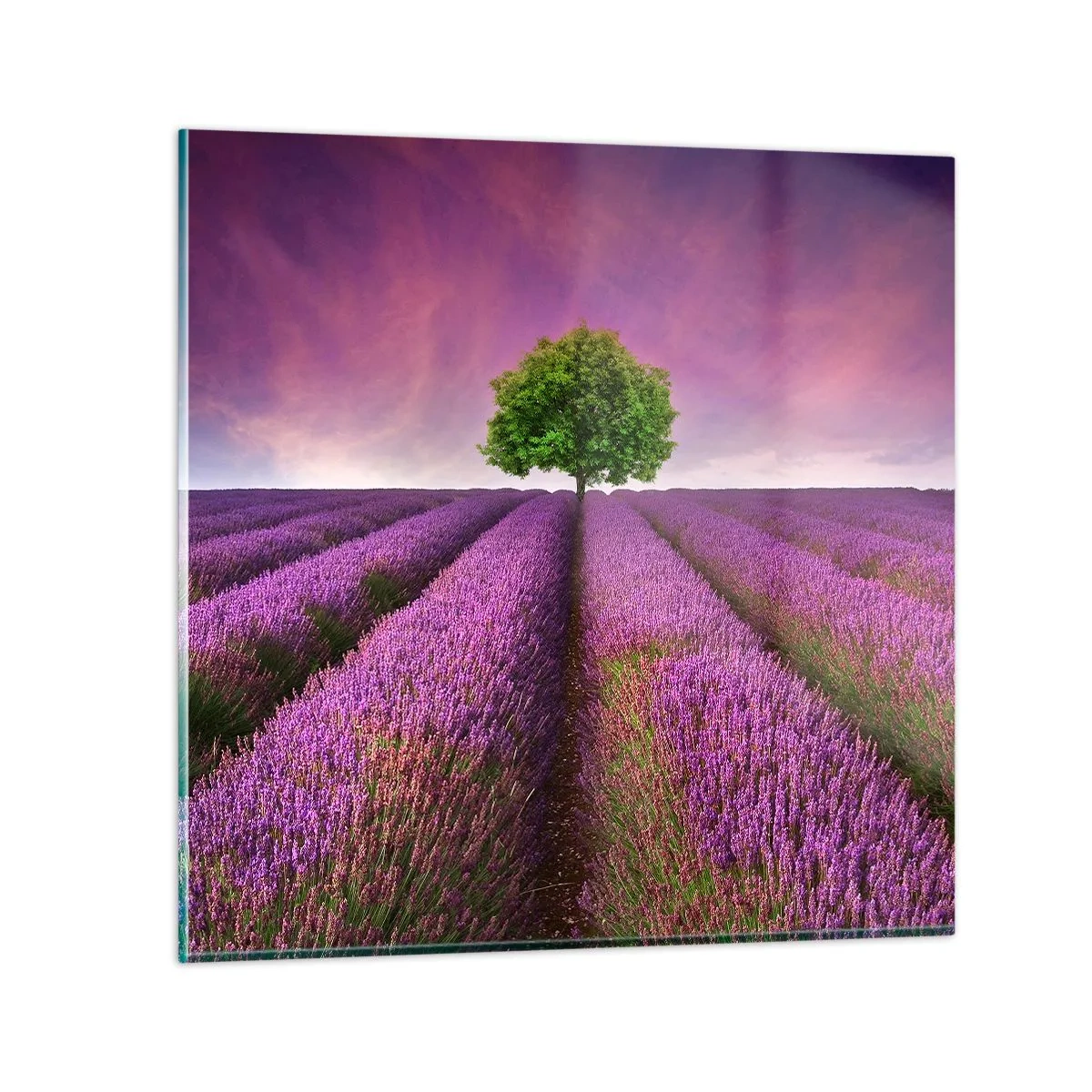 Glass picture - In the Fields of Lavender - 70x70 cm