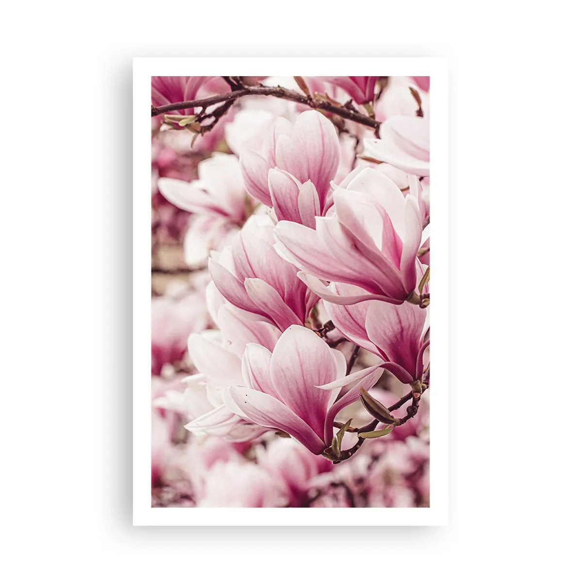 Poster - Spring is Pink - 61x91 cm