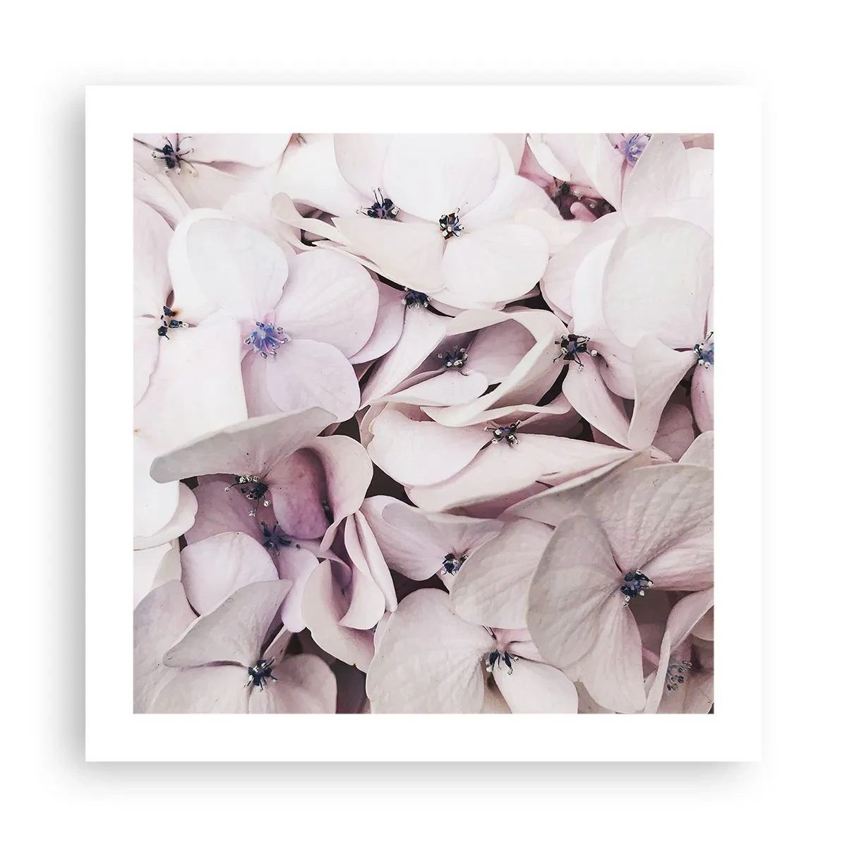 Poster - In the Flood of Flowers - 50x50 cm