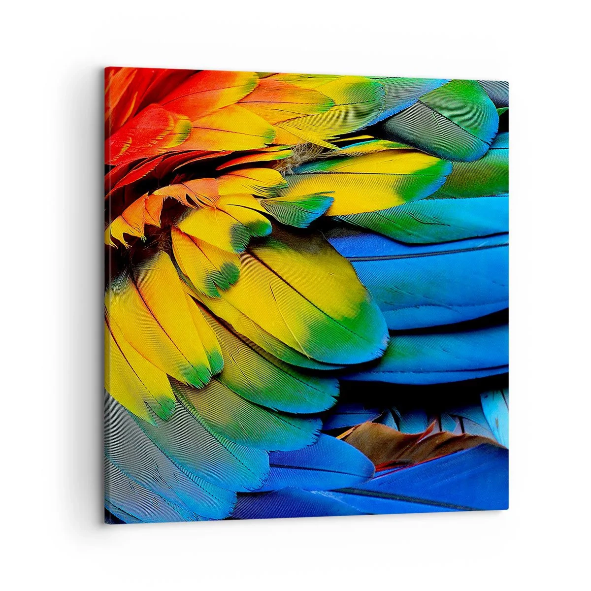 Canvas picture - Bird Of Paradise - 50x50 cm