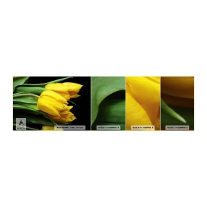Photo Wallpaper Sample Standard Eco - Born from the Sun - Flowers, Tulips, Bouquet of flowers - 100x30 cm