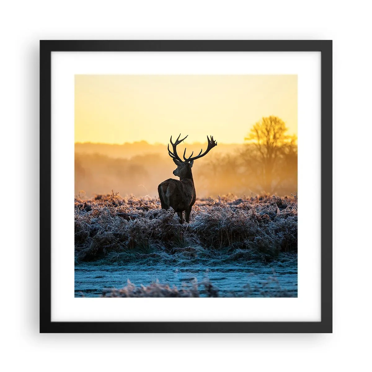 Poster in black frame - Crowned in Its Kingdom - 40x40 cm