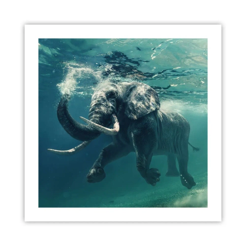 Poster - Everyone Likes to Swim - 50x50 cm