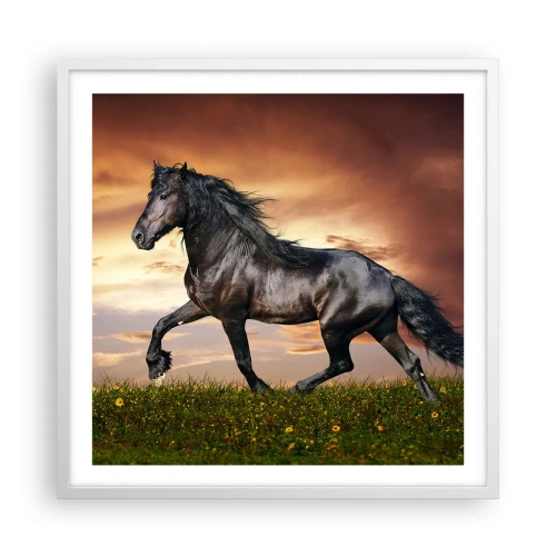 Poster in white frmae - Black Prince - 60x60 cm