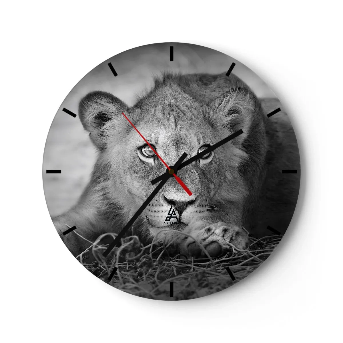 Wall clock - Clock on glass - A young lion lying on the ground in black and white - 30x30cm - Royal Puppy - Modern wall decoration for the living room, kitchen, and bedroom ARTTOR