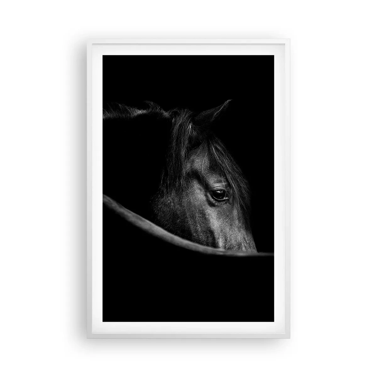 Poster in white frmae - Black Prince - 61x91 cm