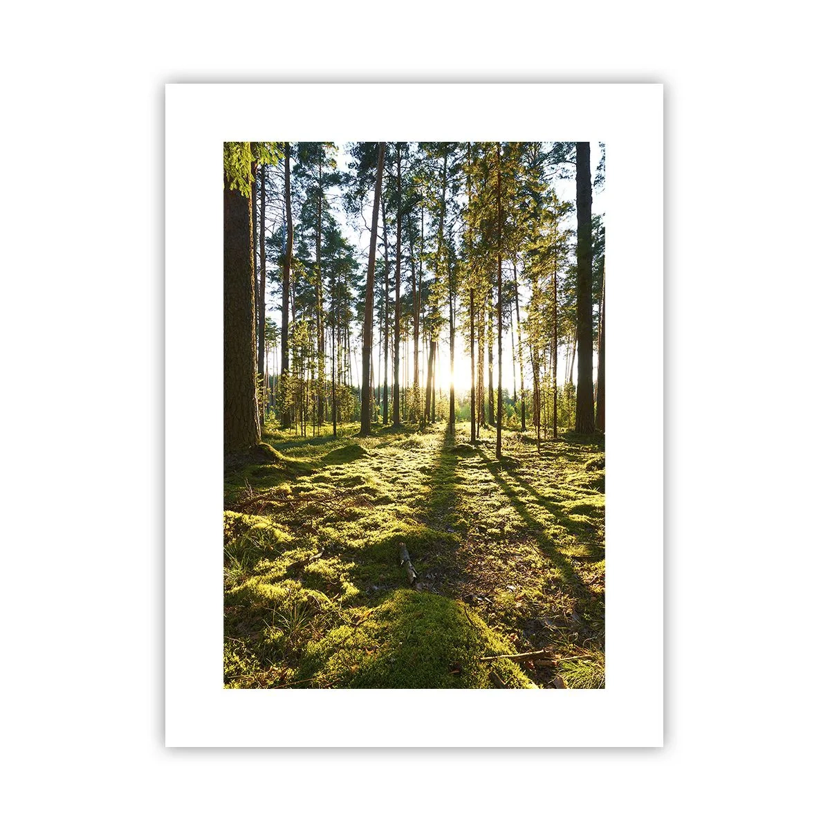 Poster - Deep in the Forest - 30x40 cm