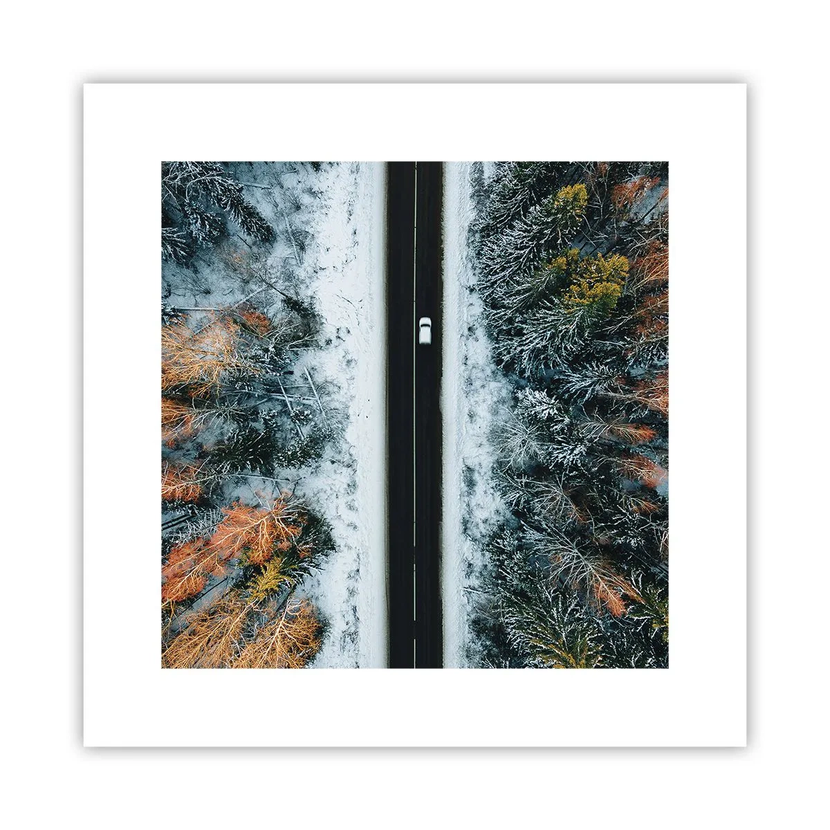 Poster - Through a Wintery Forest - 30x30 cm