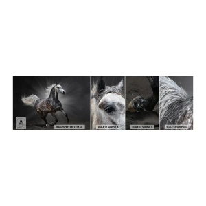 Photo Wallpaper Sample Self-Adhesive Deluxe Sticker - Grey Is Beautiful - Animals, Arabian horse, Nature - 100x30 cm