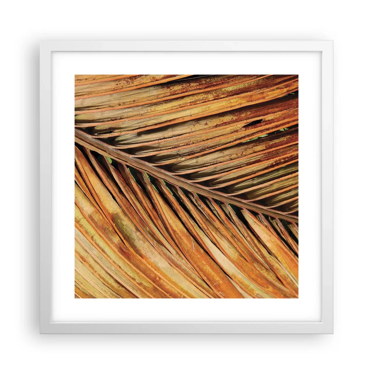 Poster in white frmae - Coconut Gold - 40x40 cm