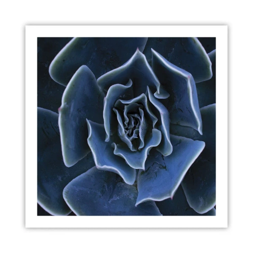 Poster - Flower of the Desert - 60x60 cm