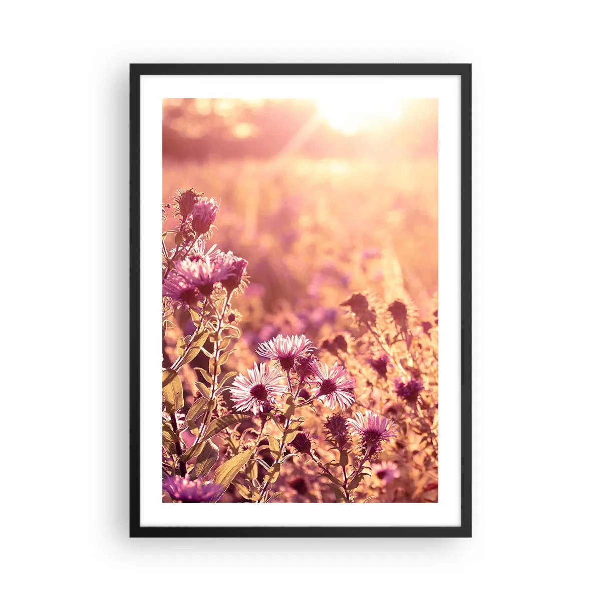 Poster in black frame - A field of purple flowers in the light of the setting sun - 50x70cm - Before Summer Goes - Modern wall decoration for the living room and bedroom ARTTOR