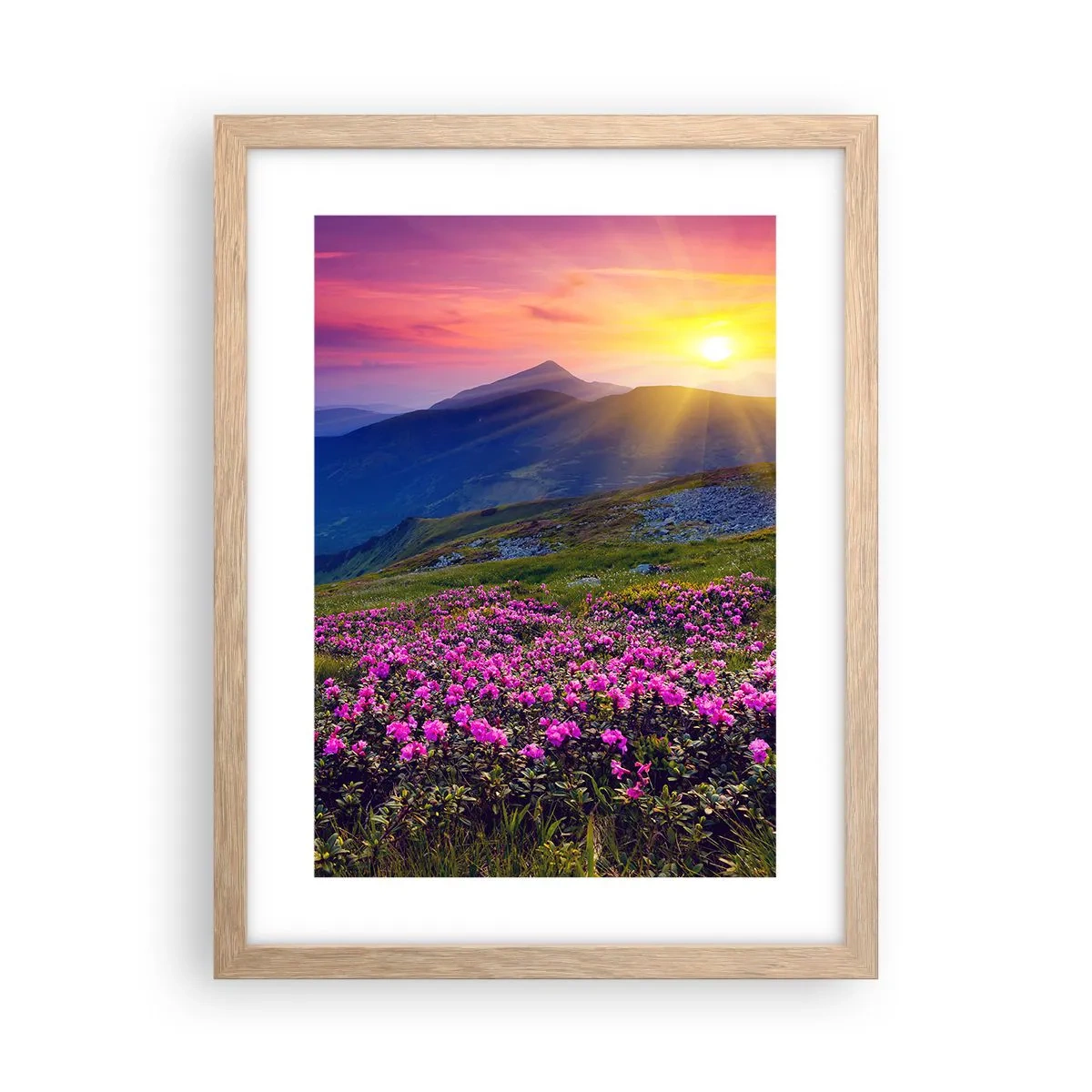 Poster in light oak frame - Surrounded by Mountain Pine and Herbs - 30x40 cm