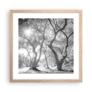 Poster in light oak frame - In an Olive Grove - 40x40 cm