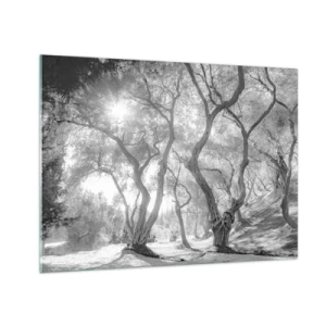 Glass picture - Black and white olive trees in sunlight - 70x50cm - In an Olive Grove - Modern wall decoration for the living room and bedroom ARTTOR