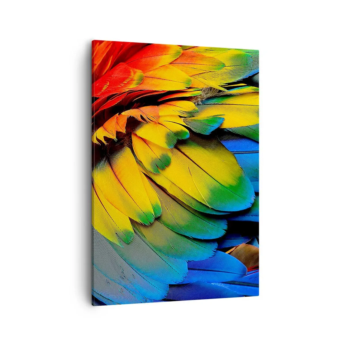 Canvas picture - Bird Of Paradise - 50x70 cm