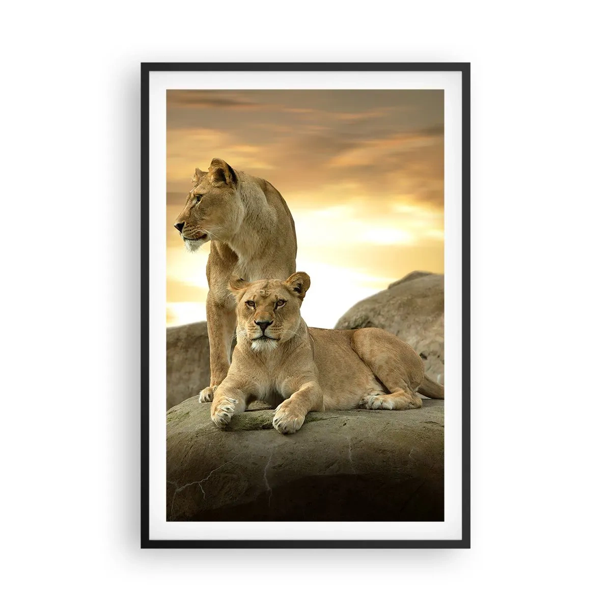 Poster in black frame - Royal Majesty - 61x91 cm