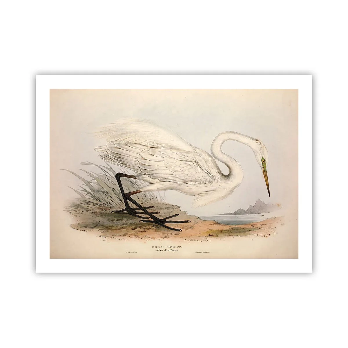Poster - Lady on the Marsh - 70x50 cm