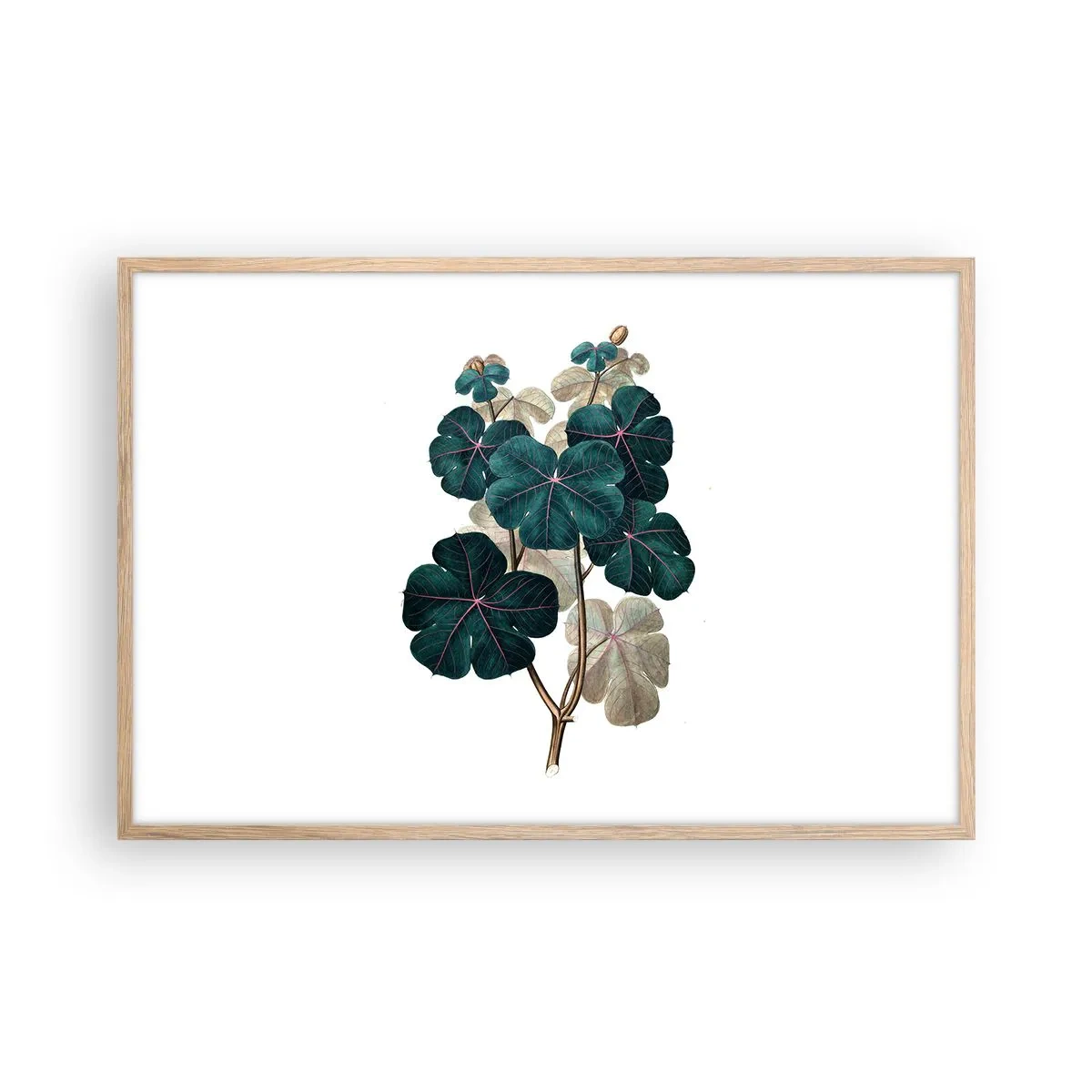 Poster in light oak frame - From the Old Herbarium - 91x61 cm