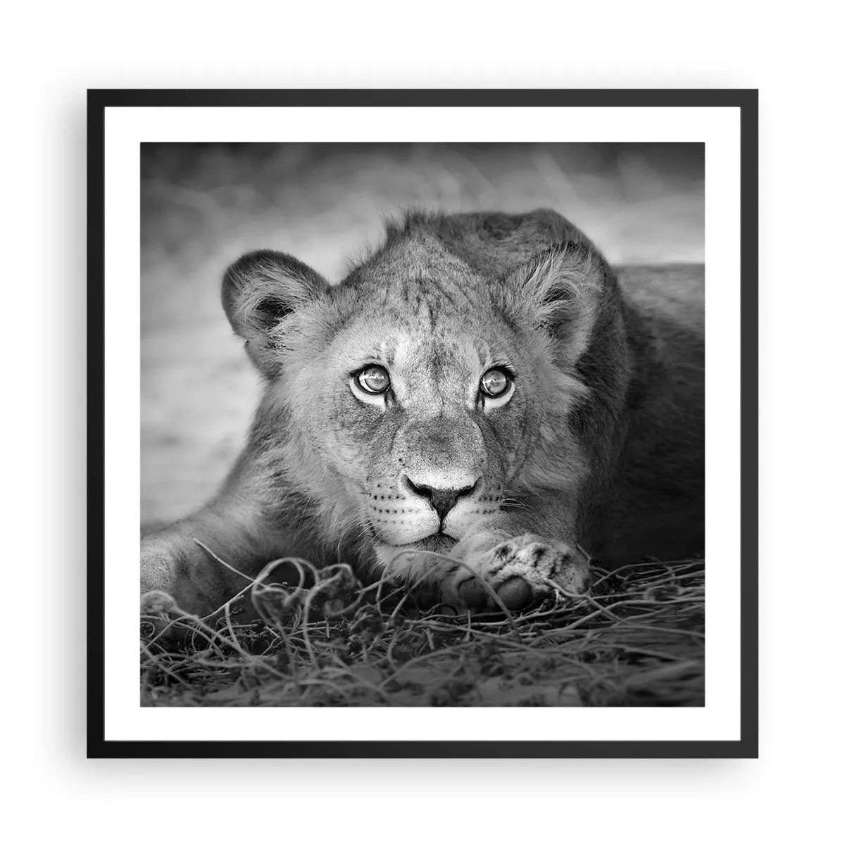 Poster in black frame - Royal Puppy - 60x60 cm