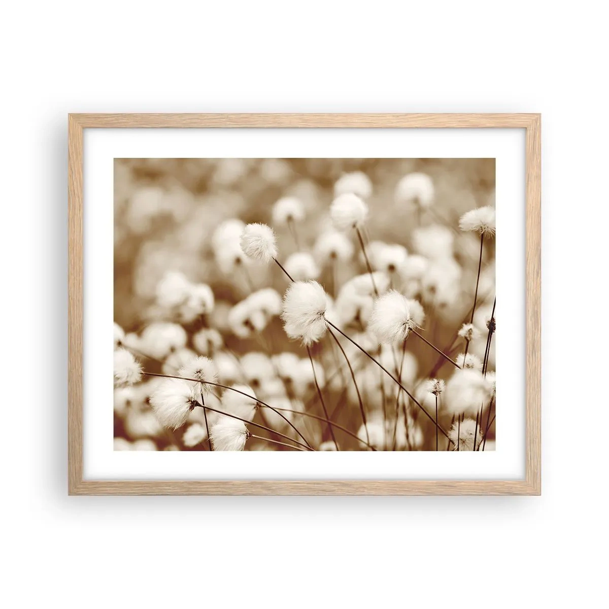 Poster in light oak frame - Fluffy field - 50x40 cm