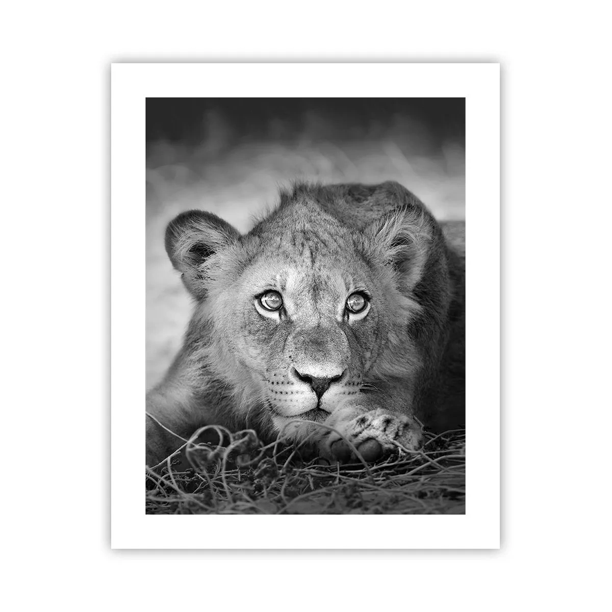 Poster - Royal Puppy - 40x50 cm