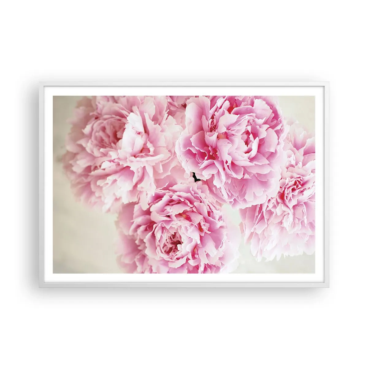 Poster in white frmae - In Pink Splendour - 100x70 cm