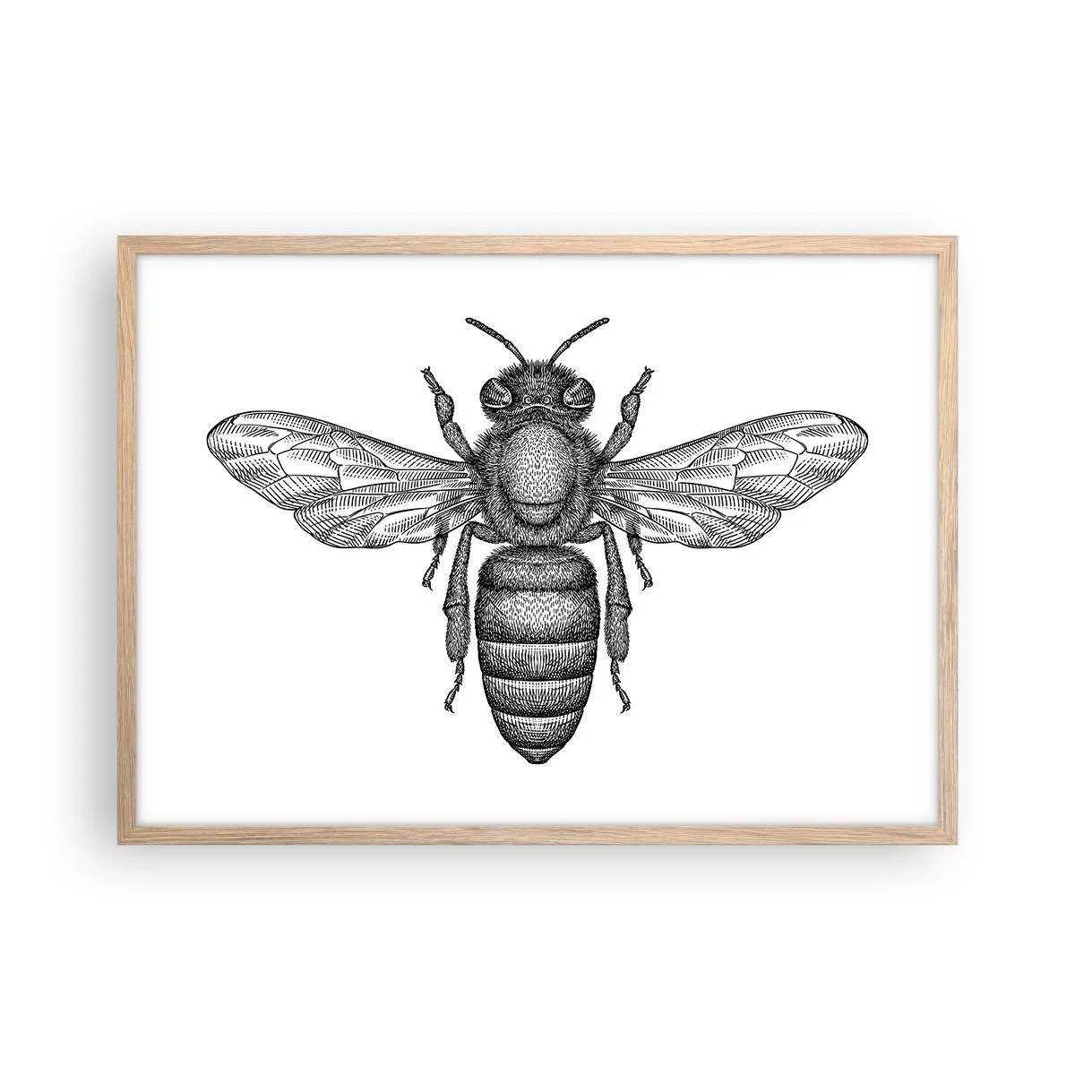 Poster in light oak frame - Insect Portrait - 70x50 cm