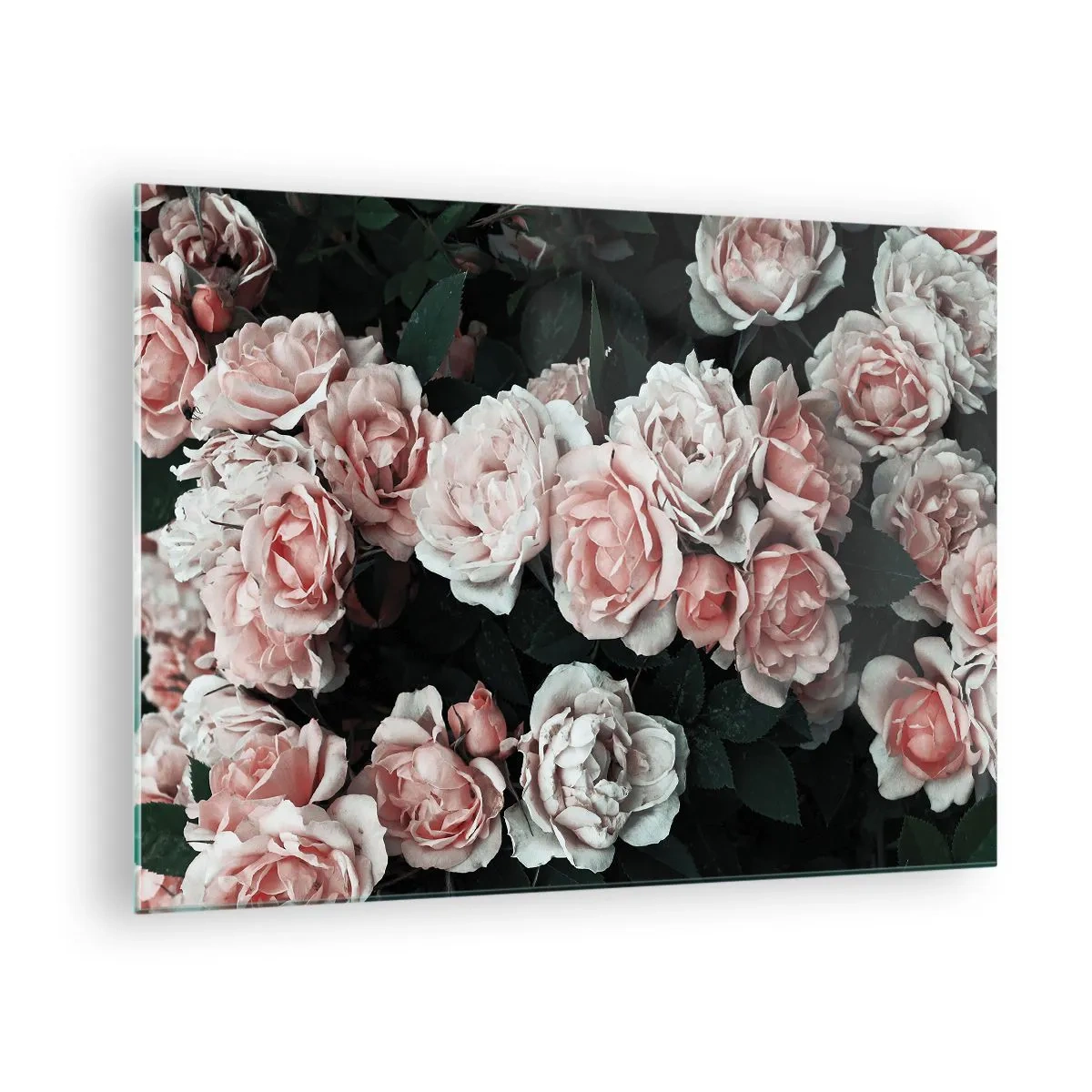 Glass picture - A close-up of a bouquet of pink roses on a dark background - 70x50cm - Rose Ensemble - Modern wall decoration for the living room and bedroom ARTTOR