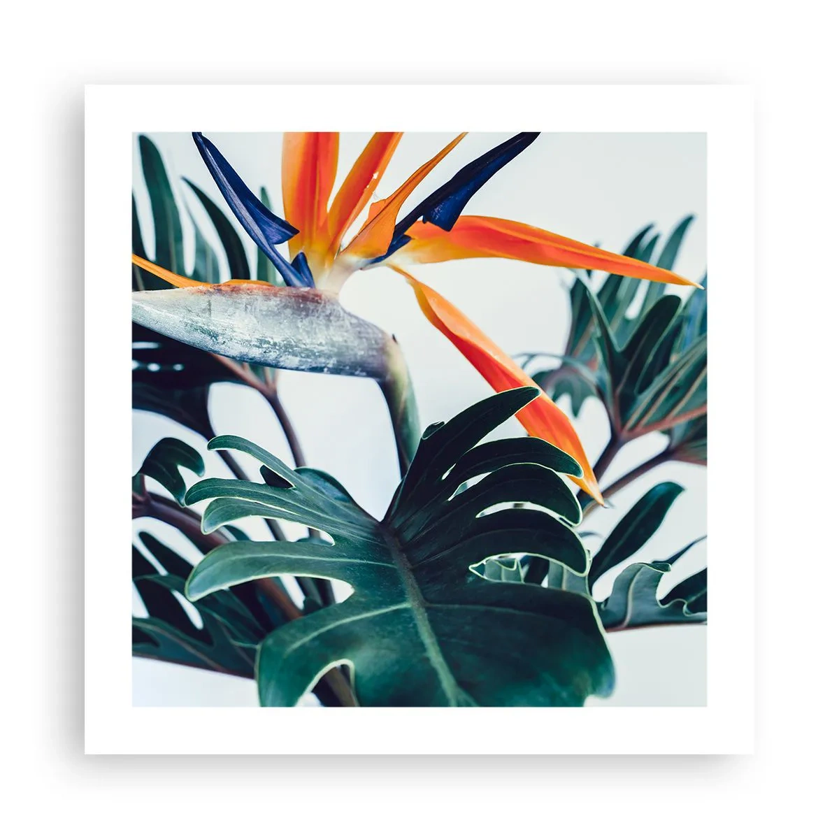 Poster - Birdy Bush - 50x50 cm