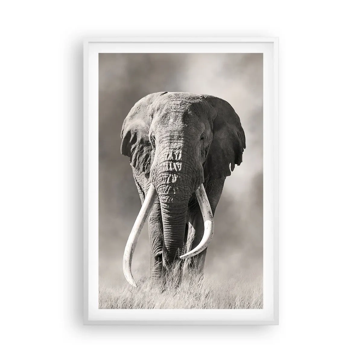 Poster in white frmae - African Patriarch - 61x91 cm