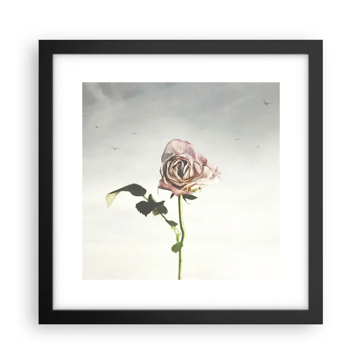 Poster in black frame - Welcoming of Spring - 30x30 cm