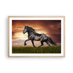 Poster in light oak frame - Black Prince - 70x50 cm
