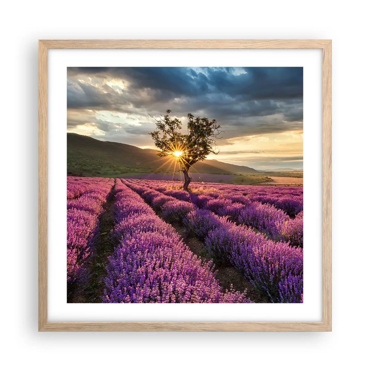 Poster in light oak frame - Lilac Coloured Aroma - 50x50 cm