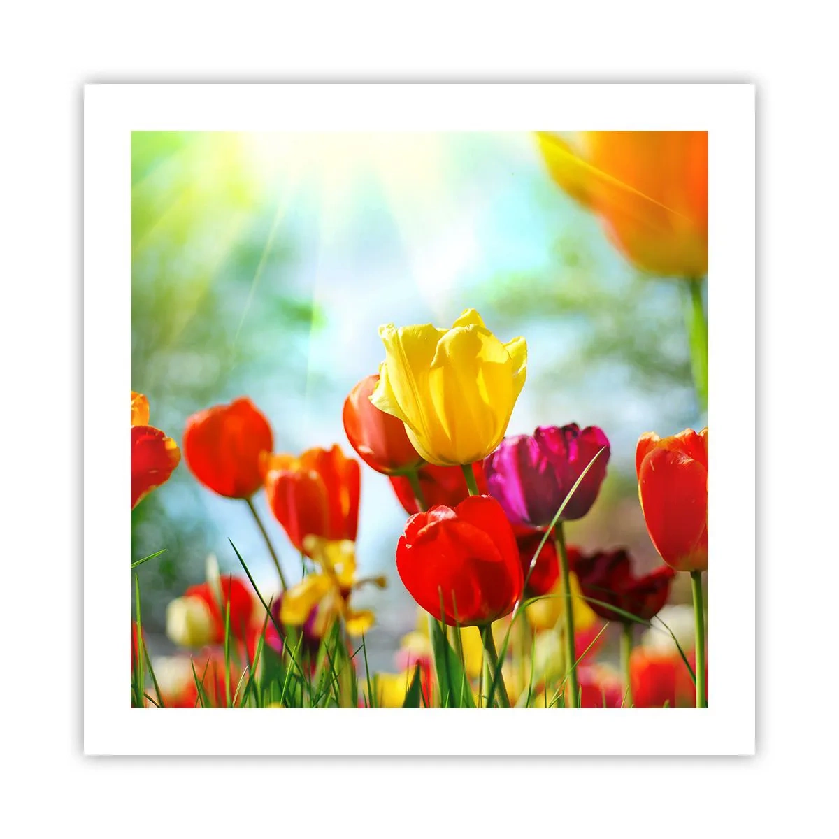 Poster - All Colours of the Sun - 50x50 cm
