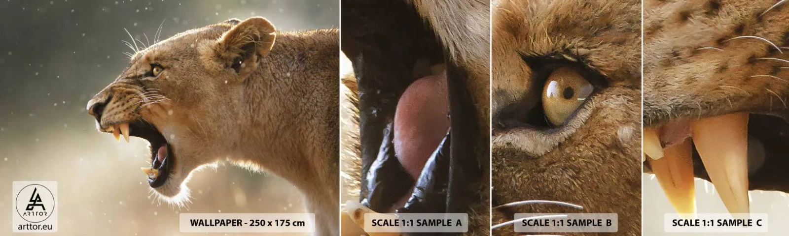 Photo Wallpaper Sample Standard Eco - Try Not to Listen - Animals, Lion, Africa - 100x30 cm