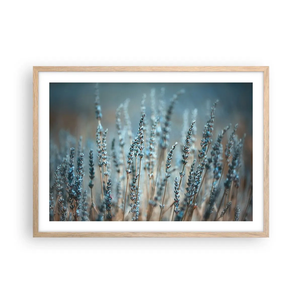 Poster in light oak frame - Fragrant Grass - 70x50 cm