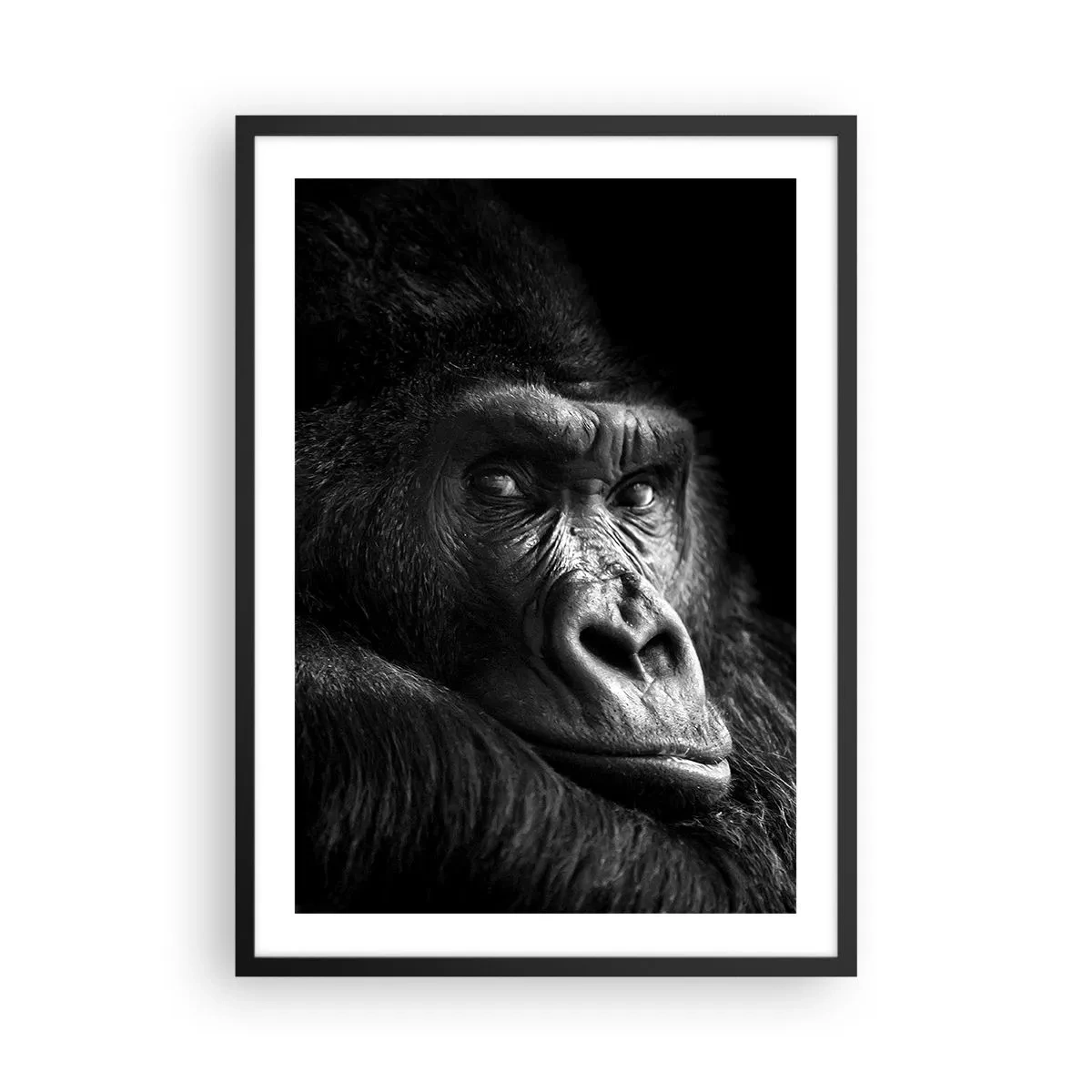 Poster in black frame - Portrait of a gorilla against a black background in vivid detail - 50x70cm - What Are You Looking At? - Modern wall decoration for the living room and bedroom ARTTOR