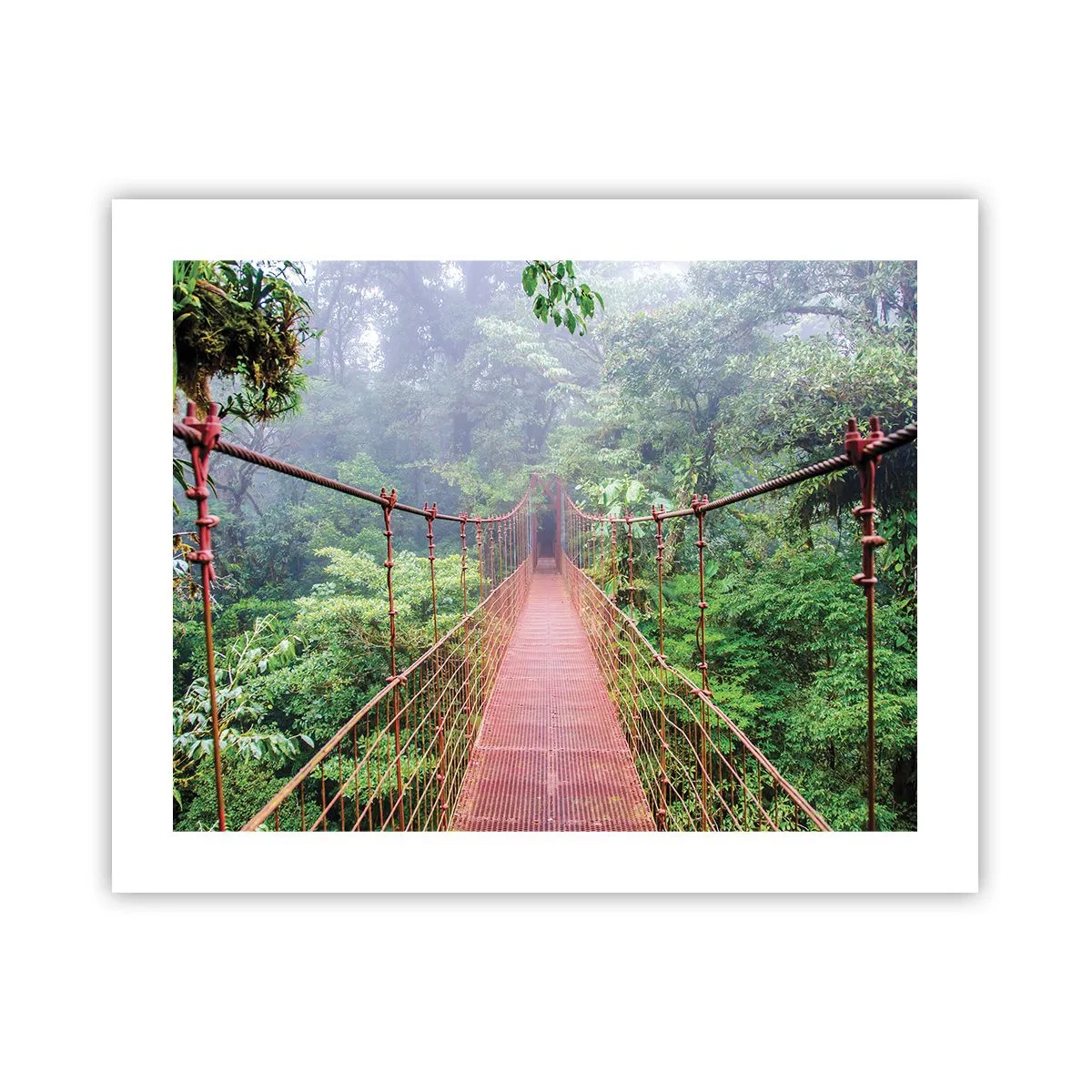 Poster - Suspended above Crowns - 50x40 cm
